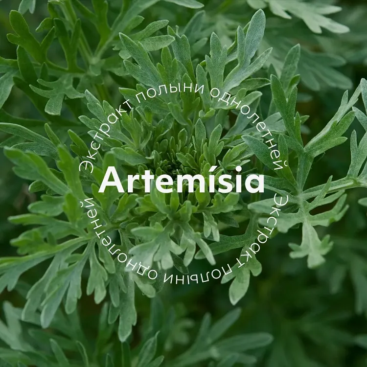 Artemisia Calming Essence Mist - Успокаивающий мист спрей для чувствительной кожи, 120 мл